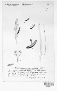 Claviceps purpurea image